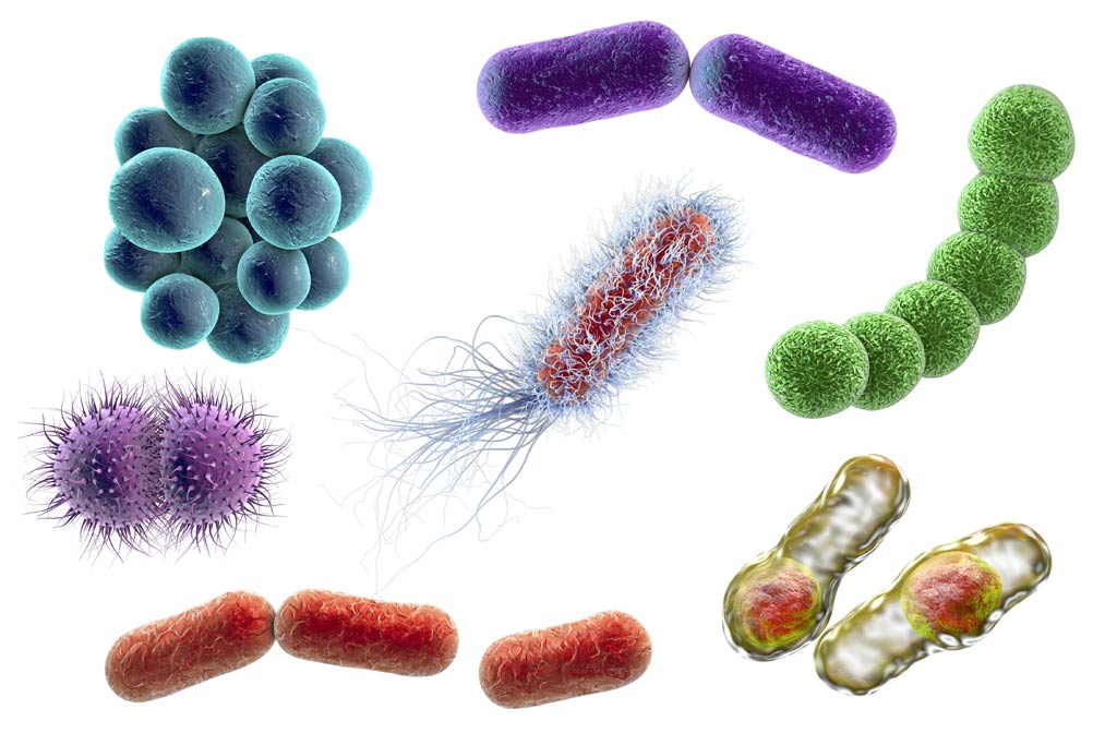 harmful-foodborne-bacteria